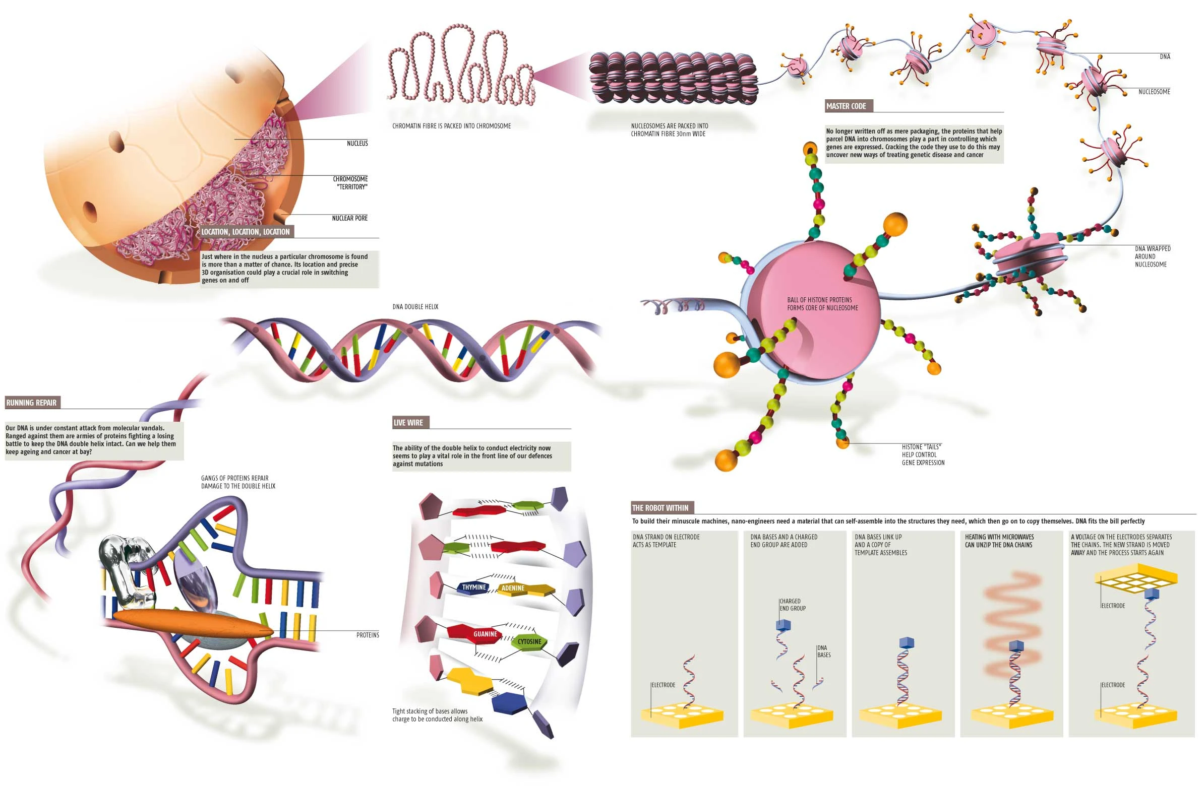 Dna Analysis Presented For Genetic Study Showcasing Advancements In Biotechnology And Personalized Medicine For Health Improvement And Disease Prevention.